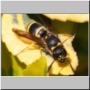 Ancistrocerus nigricornis - Lehmwespe 04.jpg